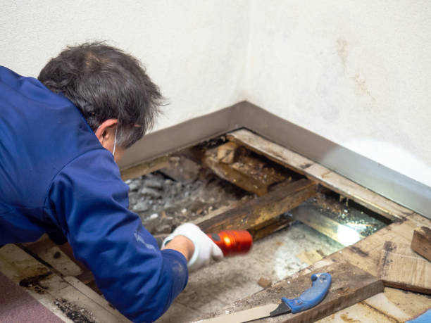 Best Mold Testing  in North Kingsville, OH