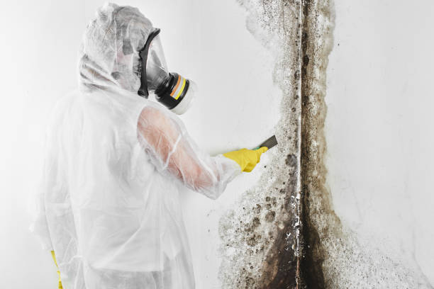 Best Fast Mold Removal  in North Kingsville, OH