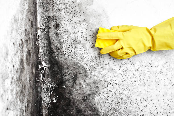 Best Attic Mold Removal  in North Kingsville, OH