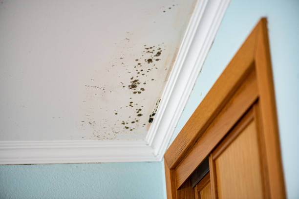 Best Certified Mold Removal  in North Kingsville, OH