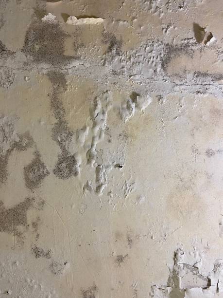 Best Local Mold Removal Service  in North Kingsville, OH