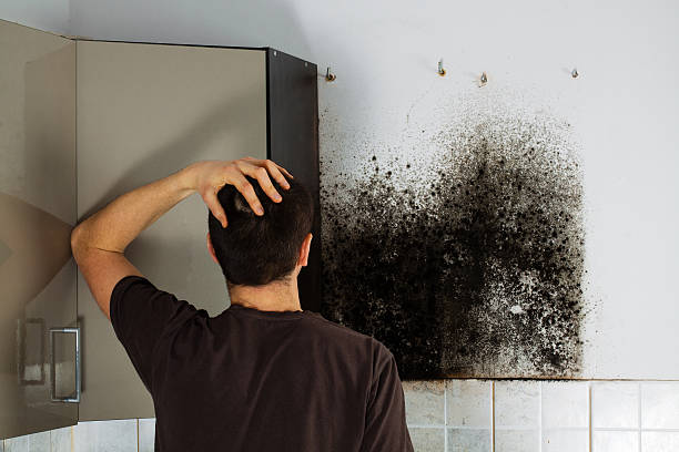 Best Black Mold Removal  in North Kingsville, OH