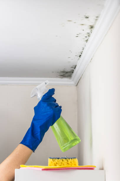 Best Local Mold Removal Service  in North Kingsville, OH